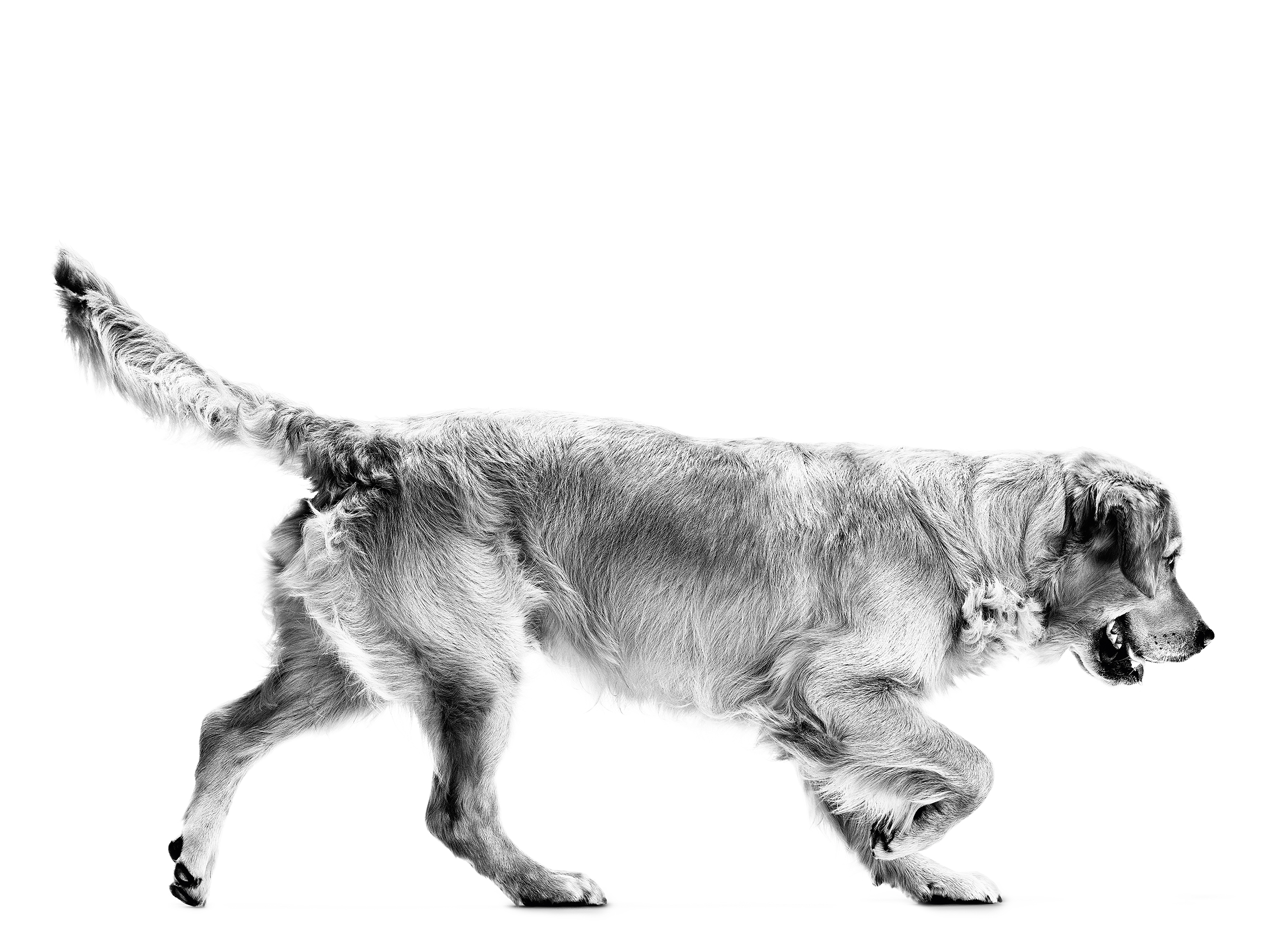 golden-retriever-adult-in-black-and-white