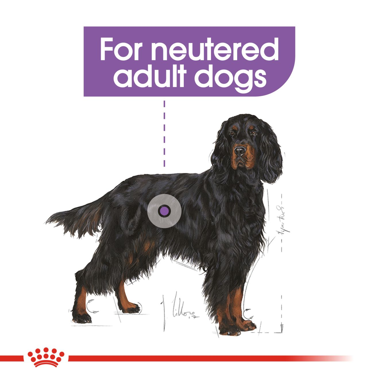 Maxi Sterilised Adult Care Royal Canin IN