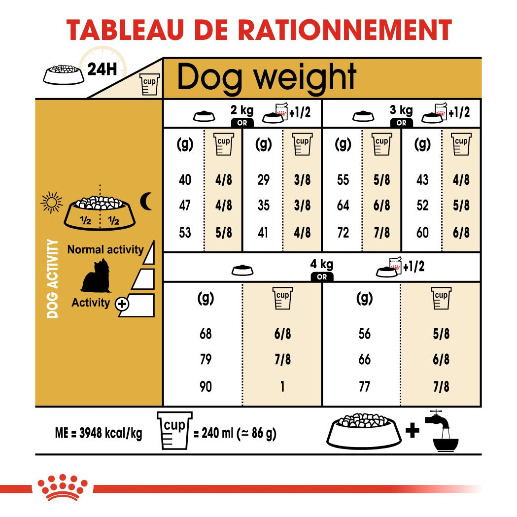 Yorkshire Terrier Adulte