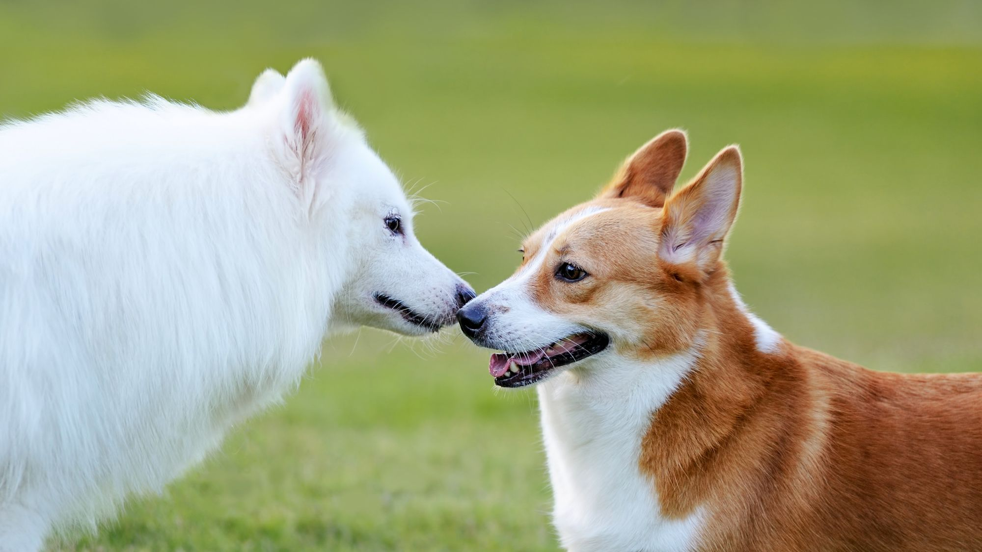 Adult Welsh Corgi Cardigan standing outdoors being introduced to a white dog.