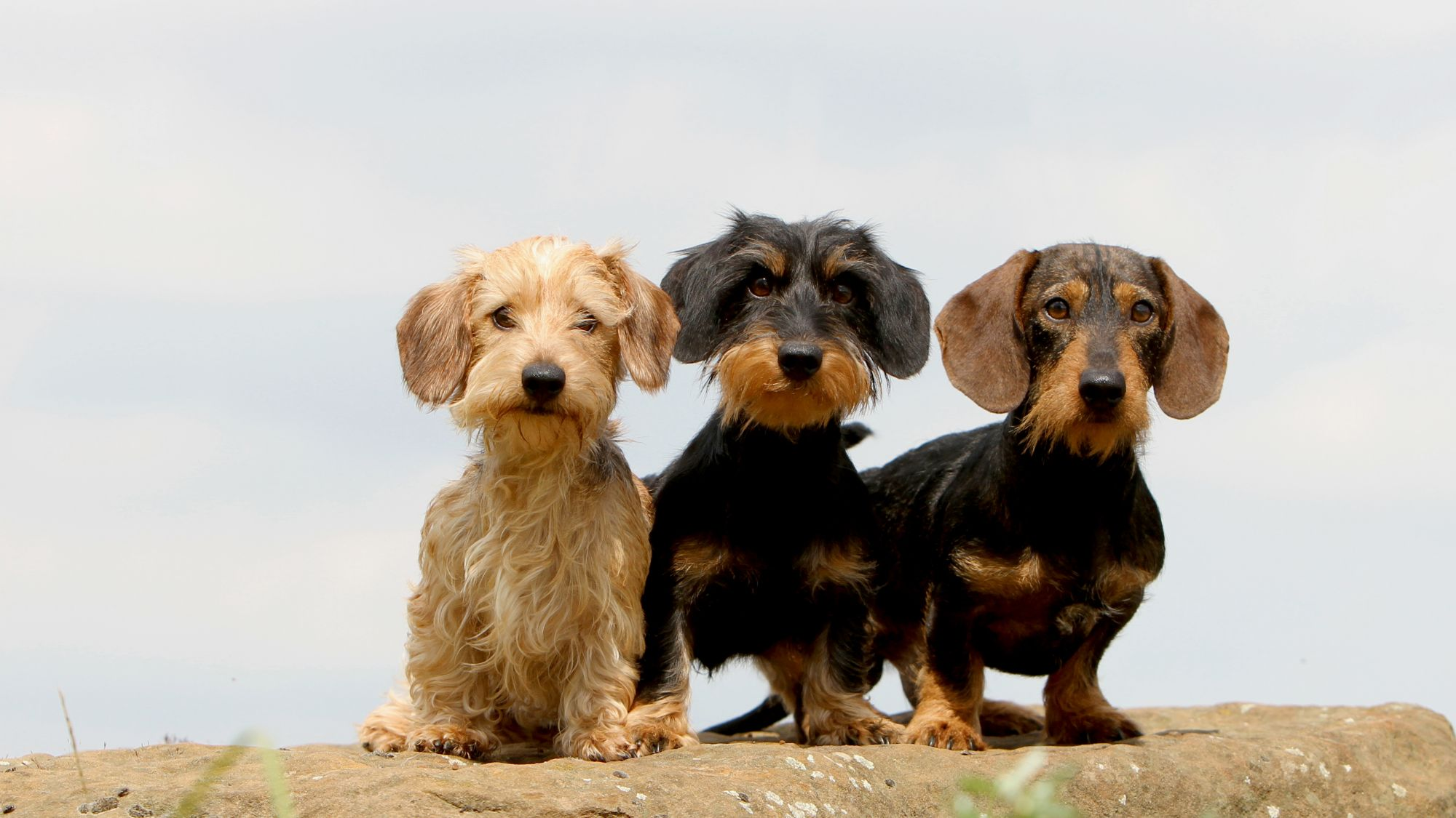 Three Dachshunds standing on rocky outcrop