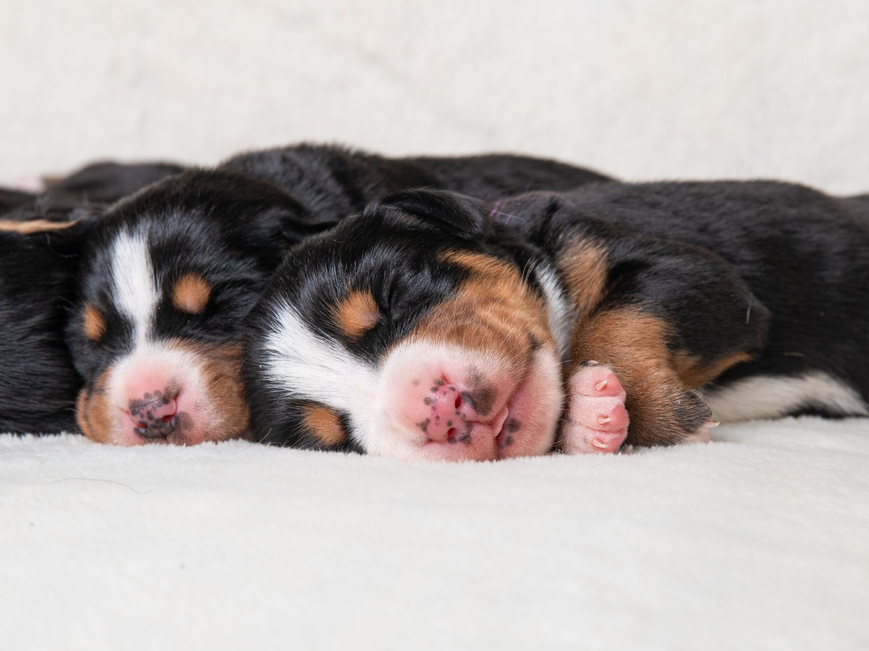 Cachorros de Gran Boyero Suizo durmiendo sobre un fondo claro