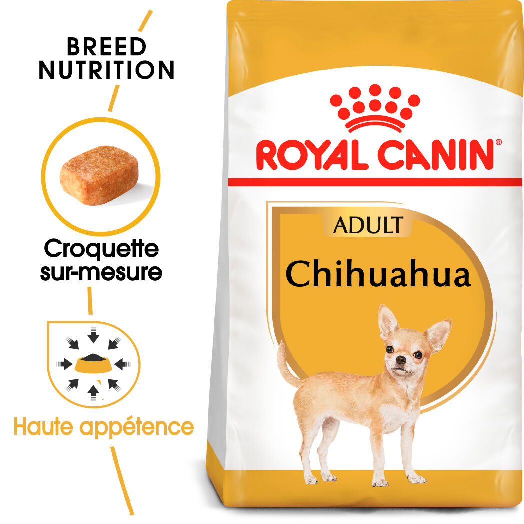 Chihuahua Adult