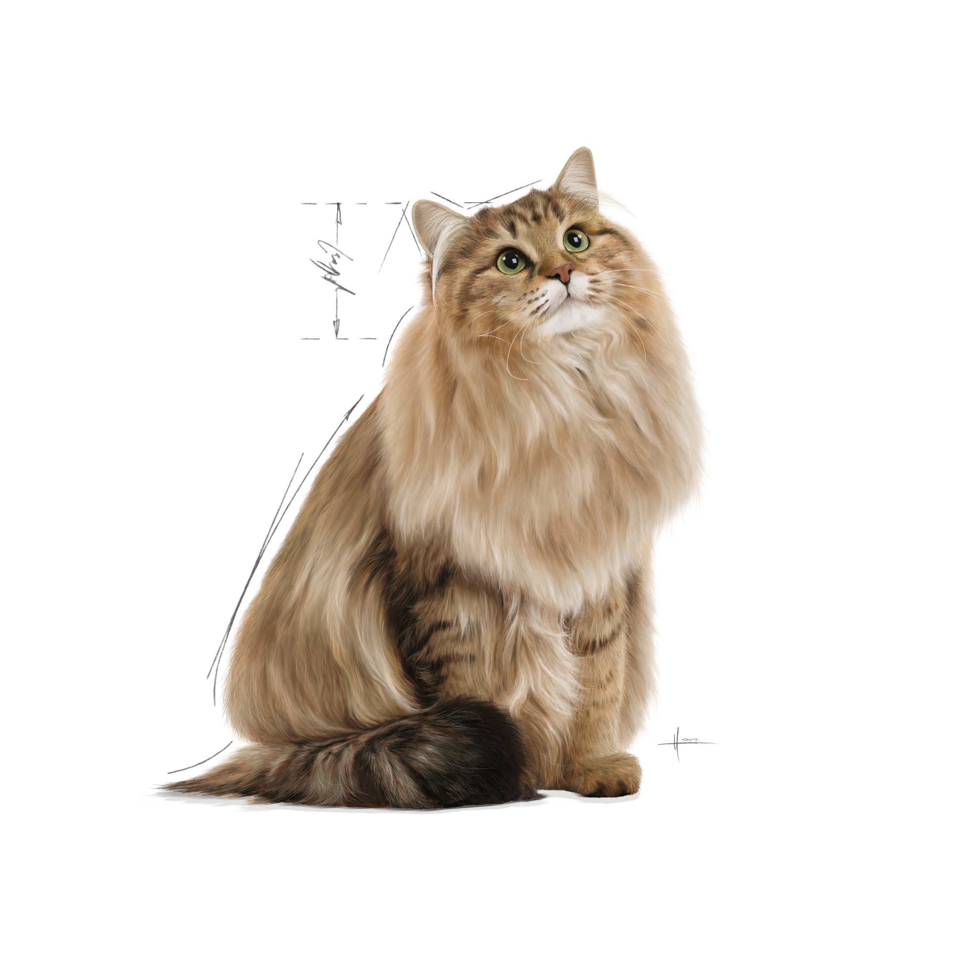 Royal canin outlet beauty cat