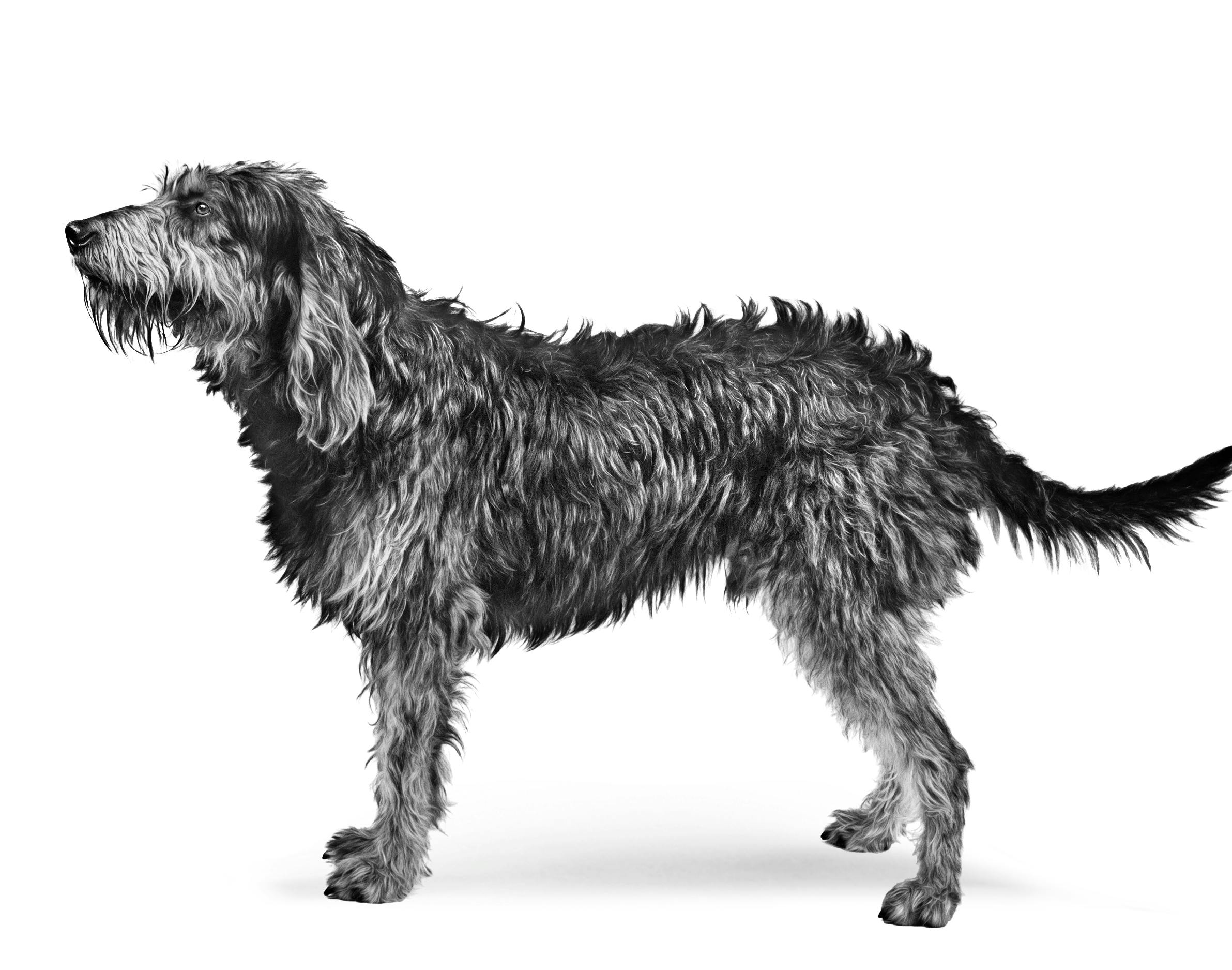 What Color Are Griffon Nivernais Dogs