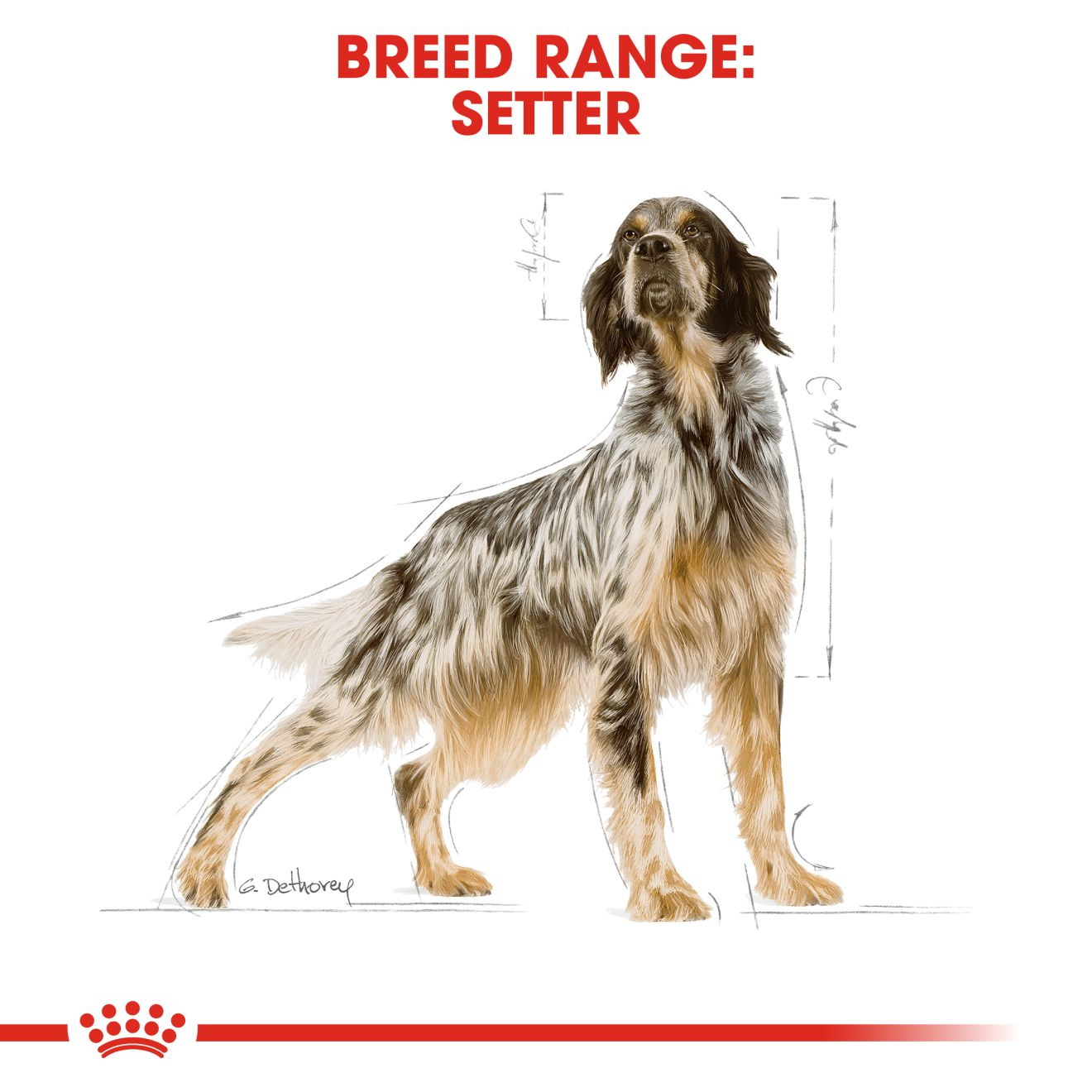 Royal canin 2025 setter food