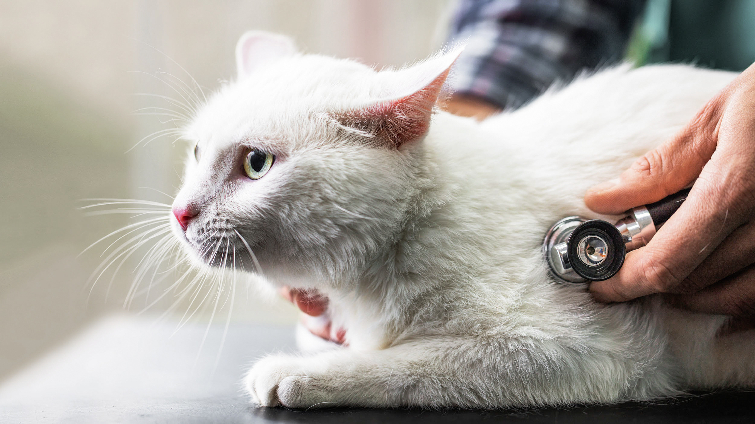 Adult cat lying down on an examination table being checked over by a vet.