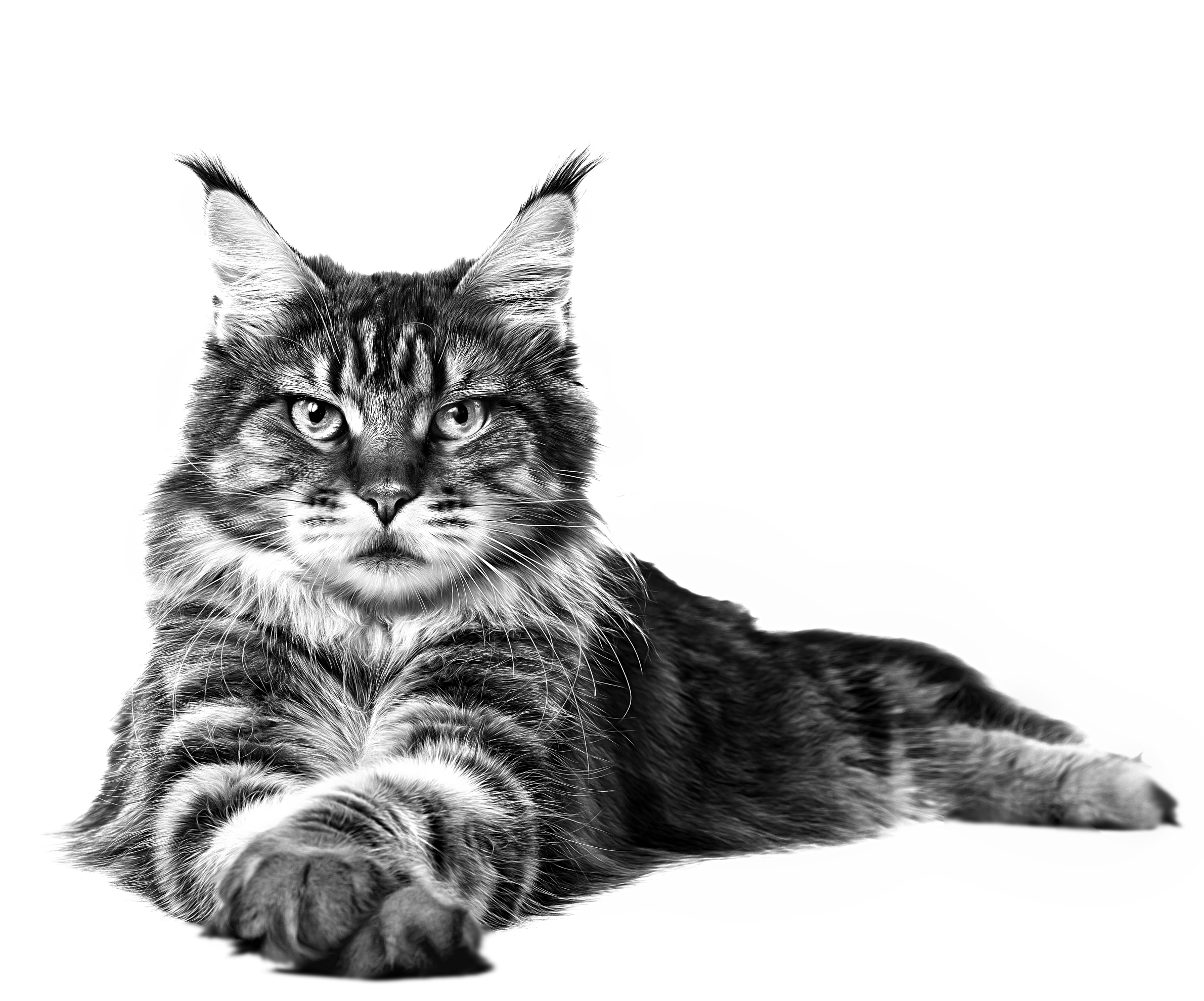 Maine Coon adult laying down in black and white on a white background 