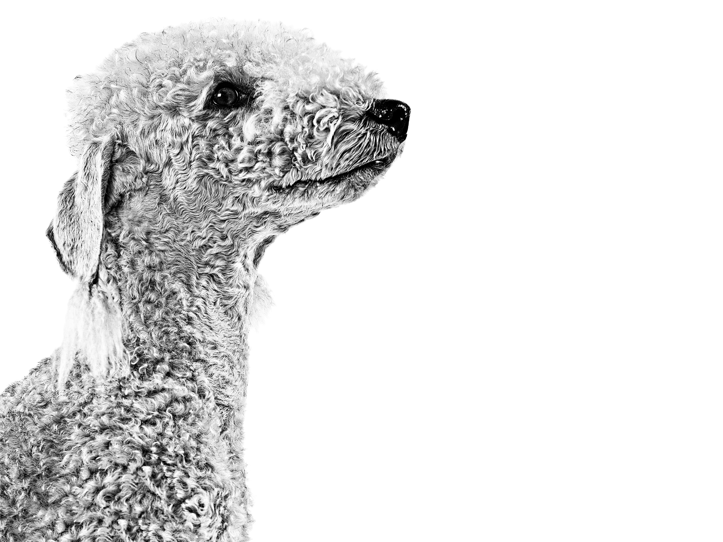 Bedlington Terrier adulto in bianco e nero