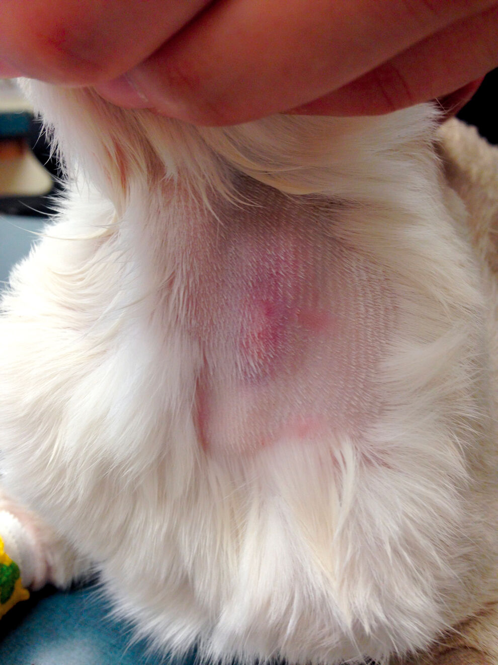 Distension de la veine jugulaire gauche chez un chat souffrant d’insuffisance cardiaque congestive droite.