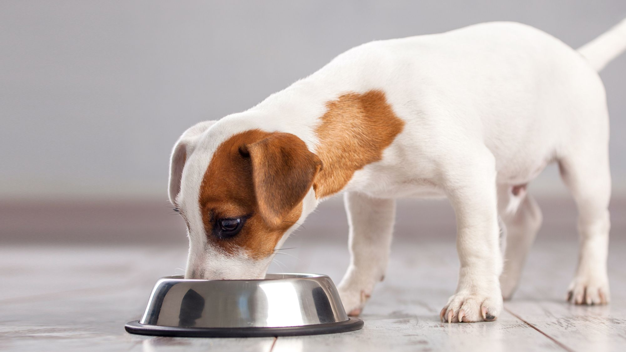 Jack Russel eating from metal bowl