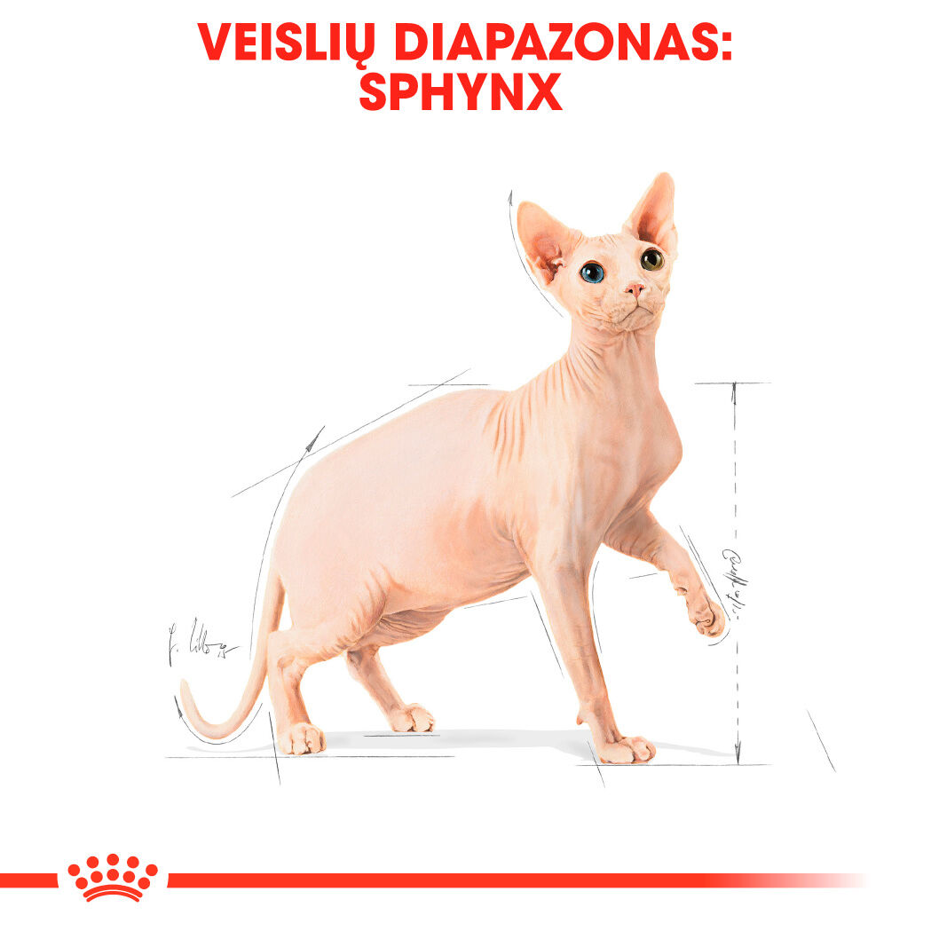 Sphynx Adult