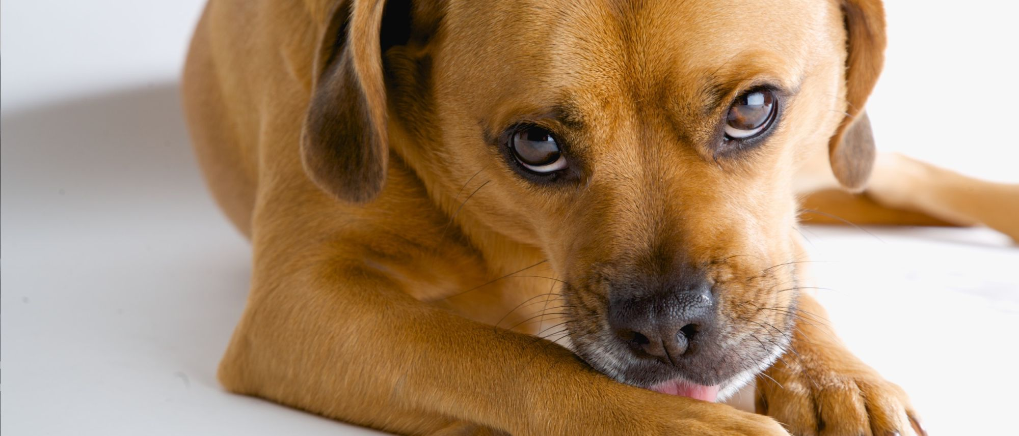 Susceptibles a trigo Noroeste Trastornos compulsivos en perros | Royal Canin