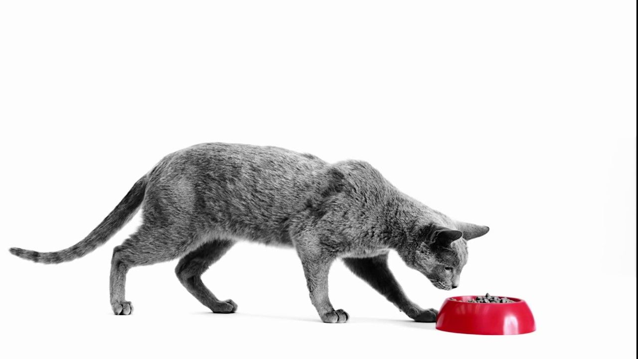 Royal Canin – Skin Problems – Cat