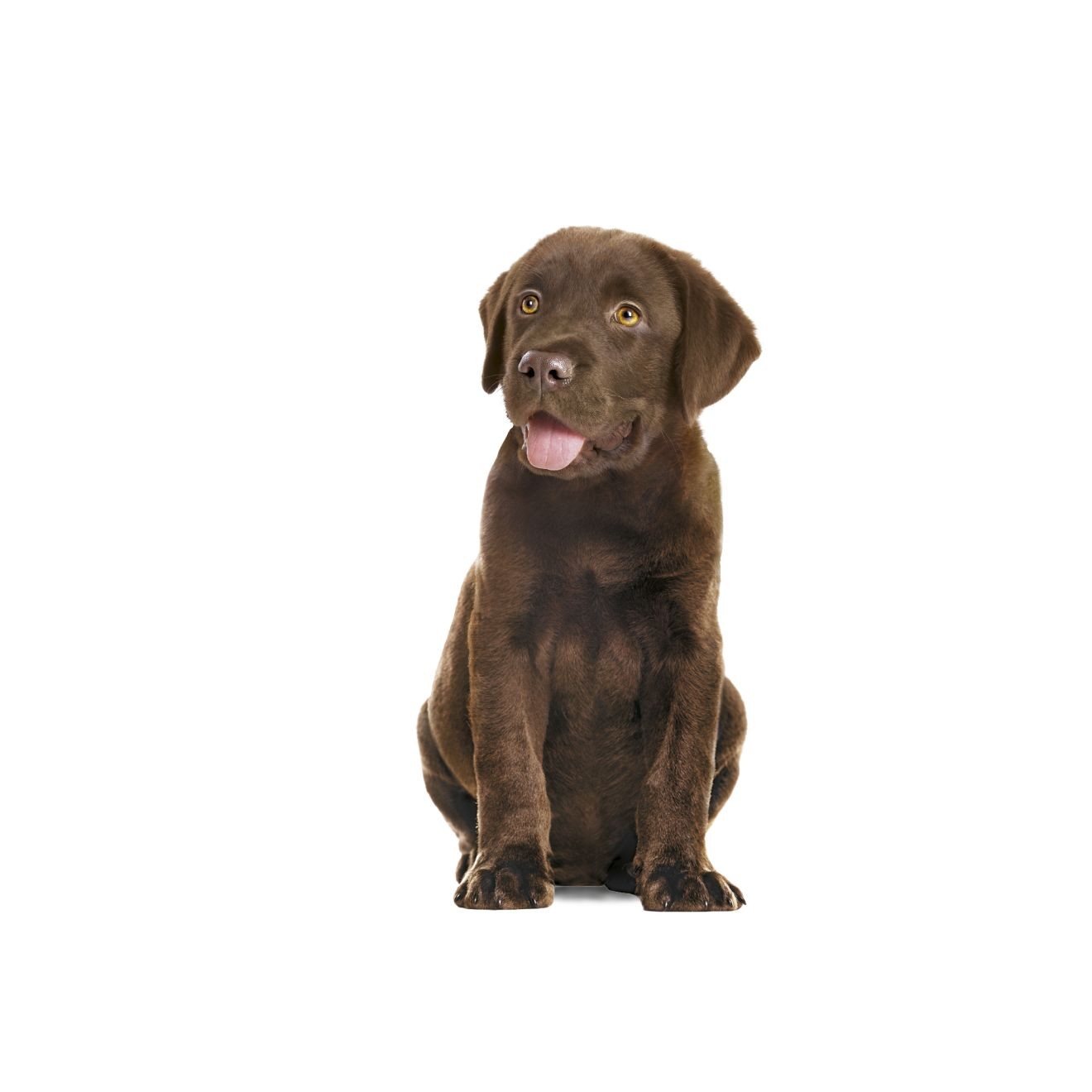 IMMUNITY & DIGESTION CHEWS PUPPY SUPPLEMENTS