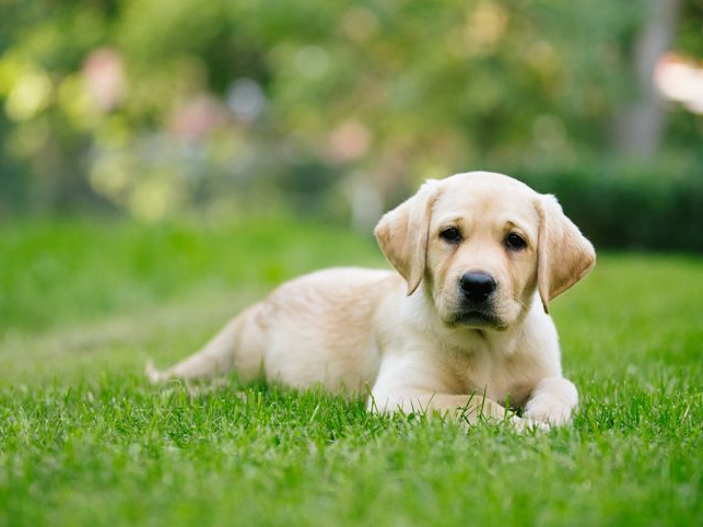 芝生に伏せるブロンドのラブラドールの子犬