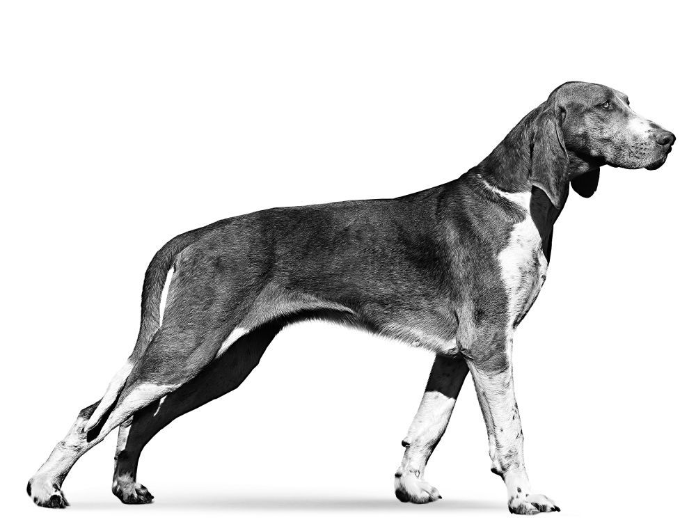 Great Anglo-French Tricolour Hound in black and white