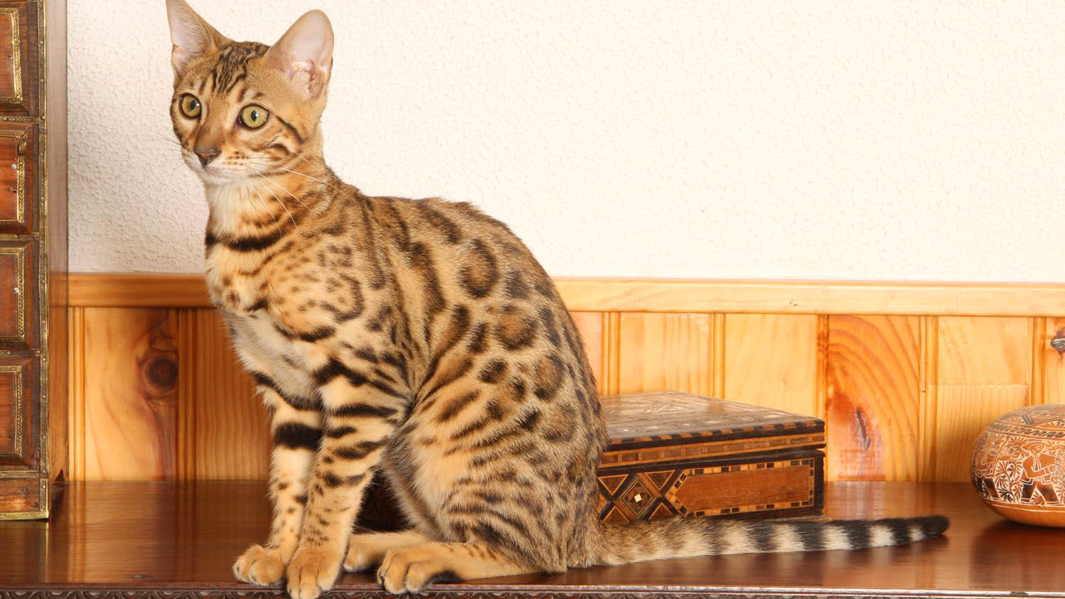 Bengal cat sitting on wooden buffet