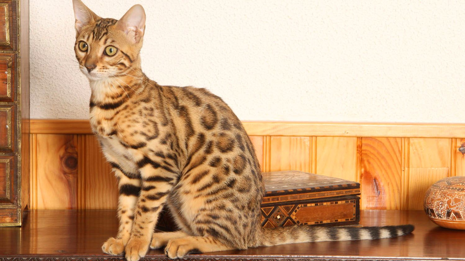 Gato bengala sentado en un buffet de madera