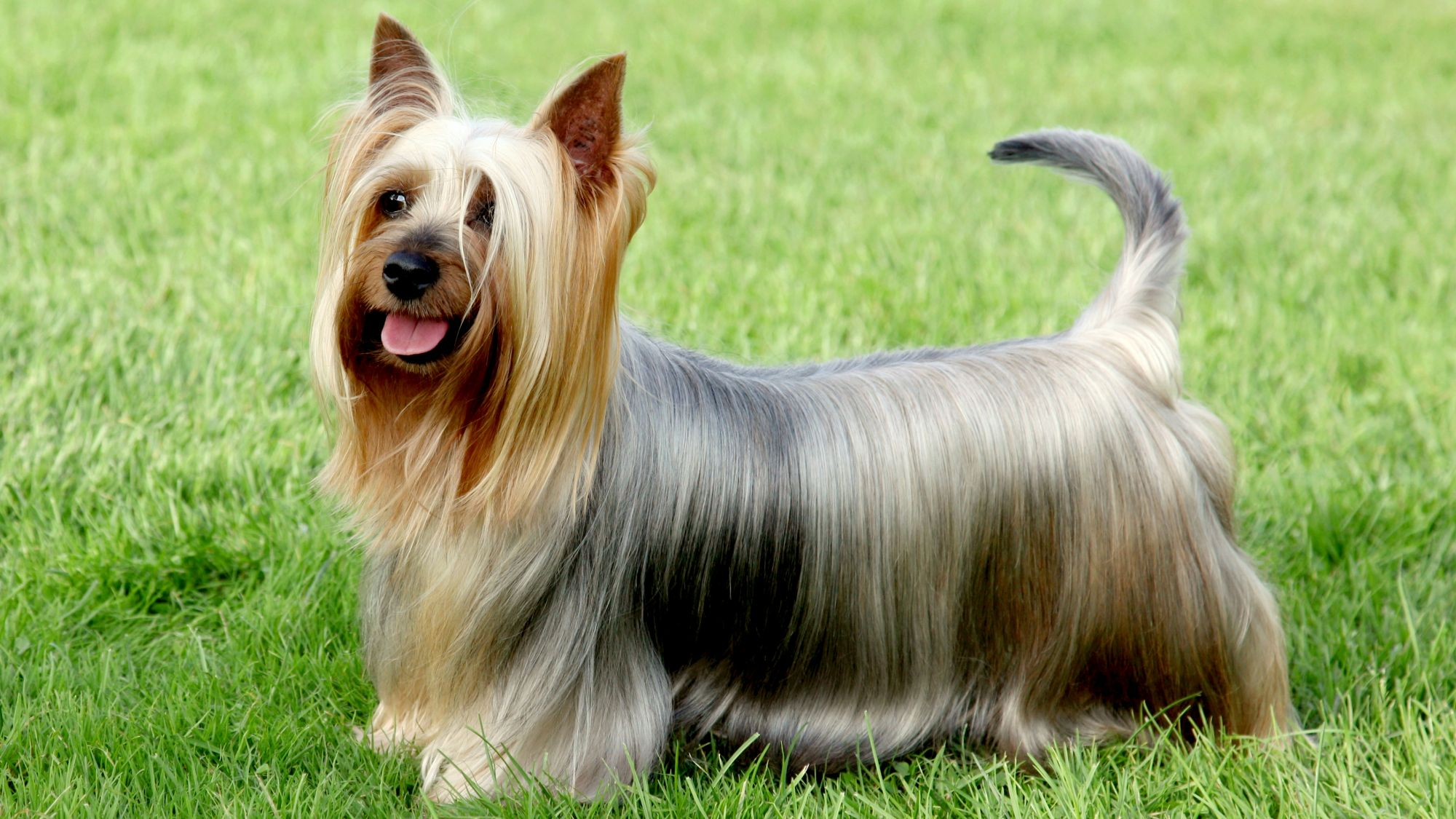Long haired Australian Silky Terrier standing on grass