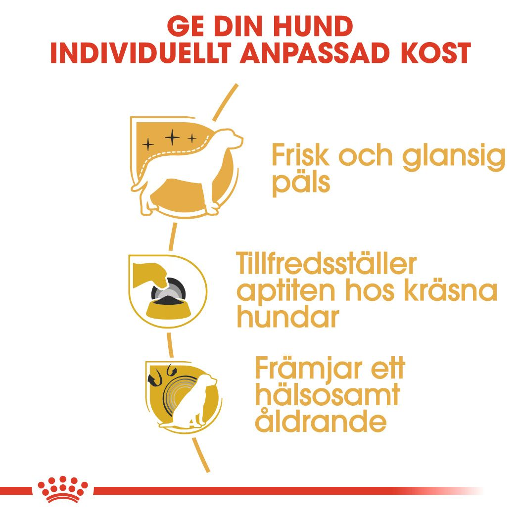 Yorkshire Terrier Adult