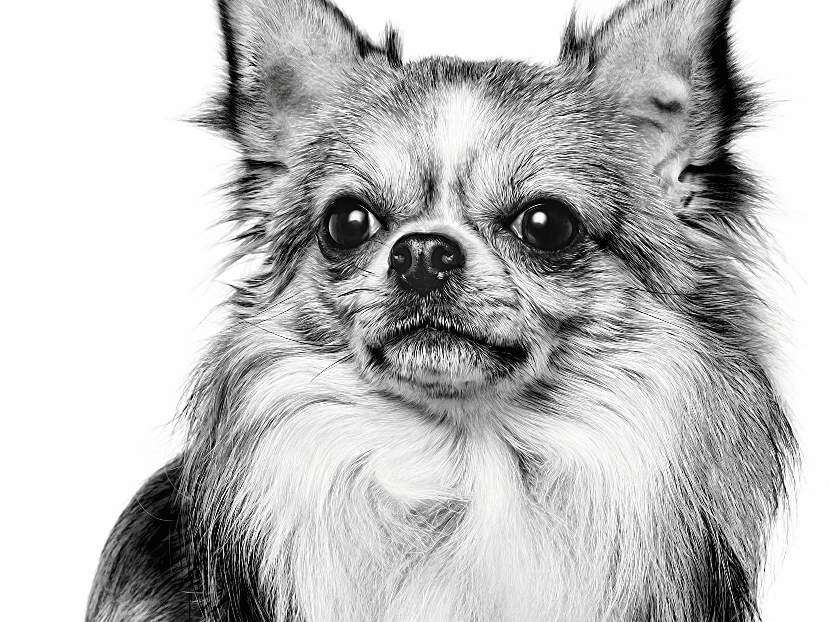 Close-up van langharige Chihuahua in zwart-wit
