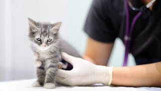 Comment j’aborde... Les souffles cardiaques chez les chatons