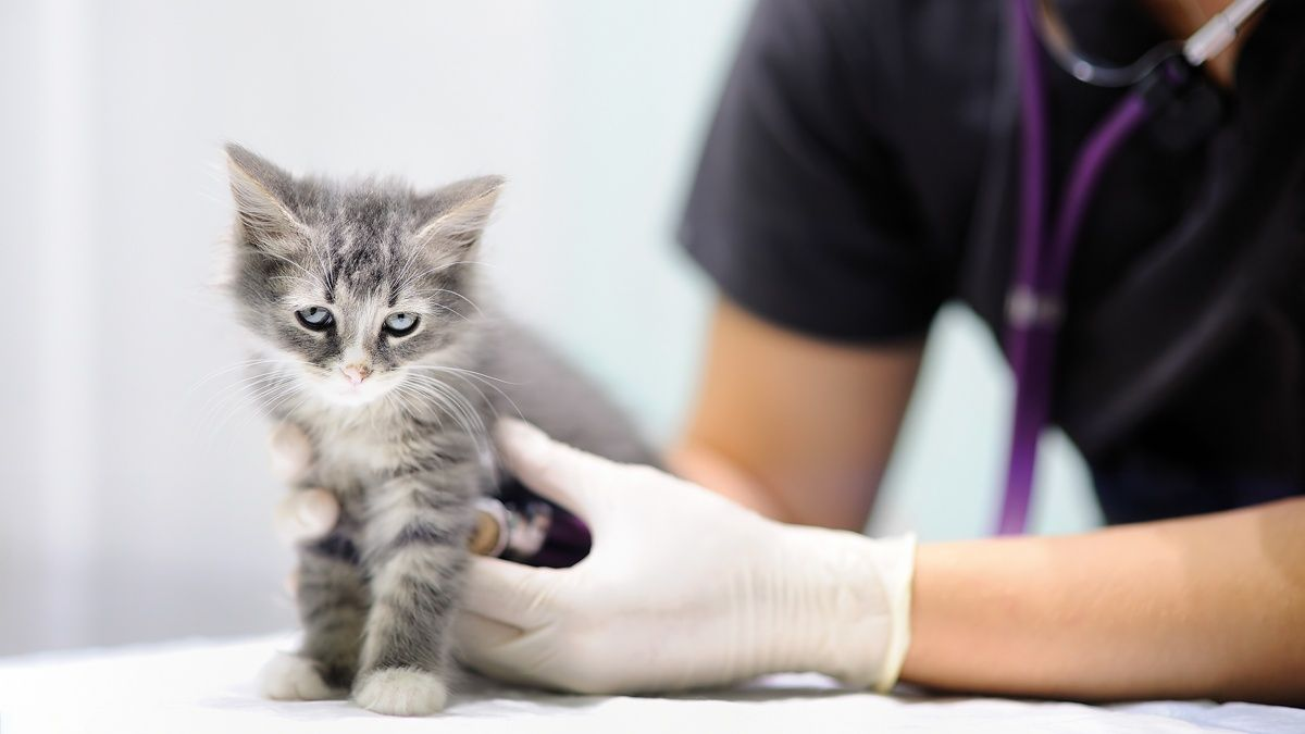 Comment J Aborde Les Souffles Cardiaques Chez Les