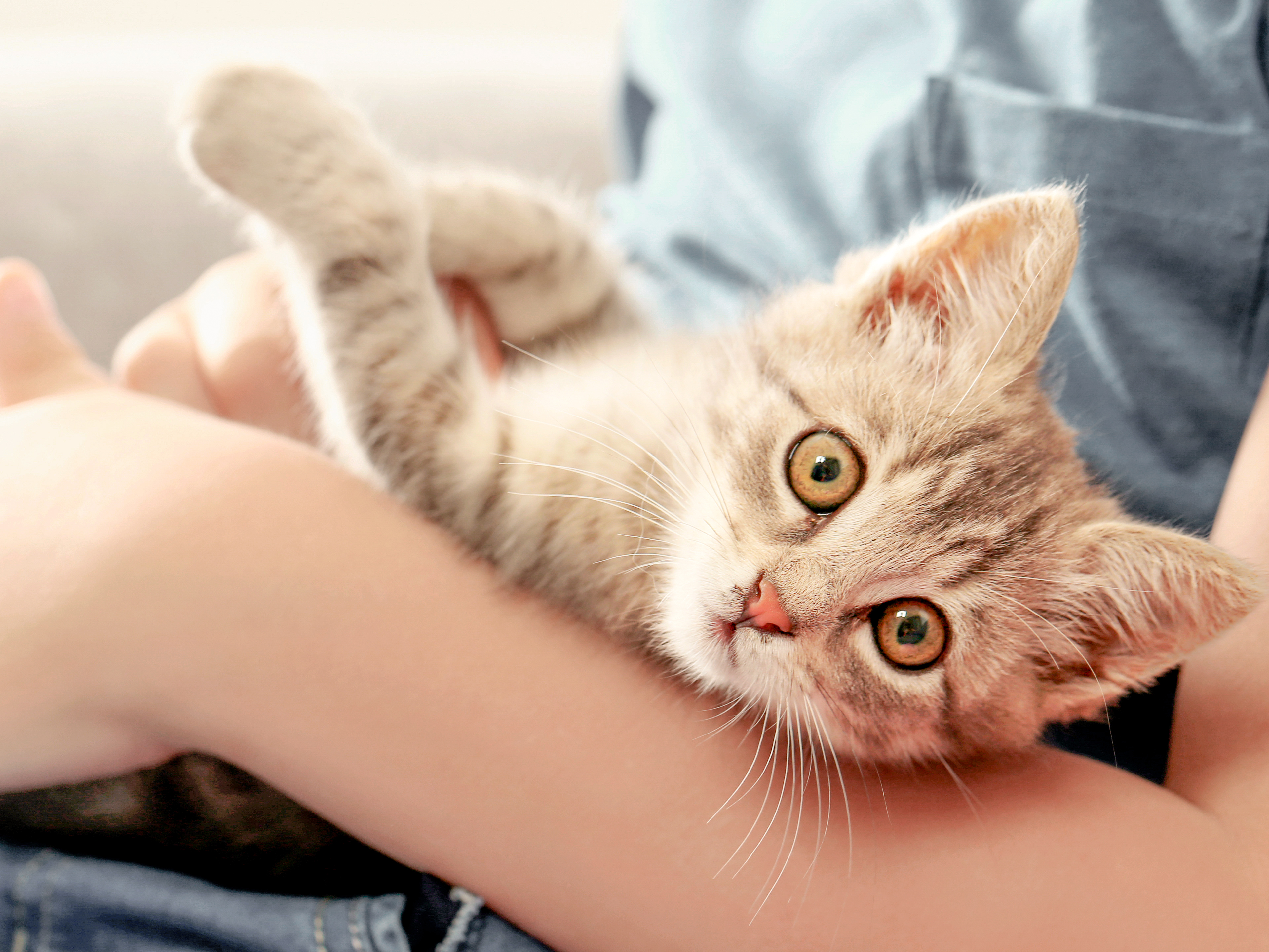 Kitten being held by a young boy on a grey sofa