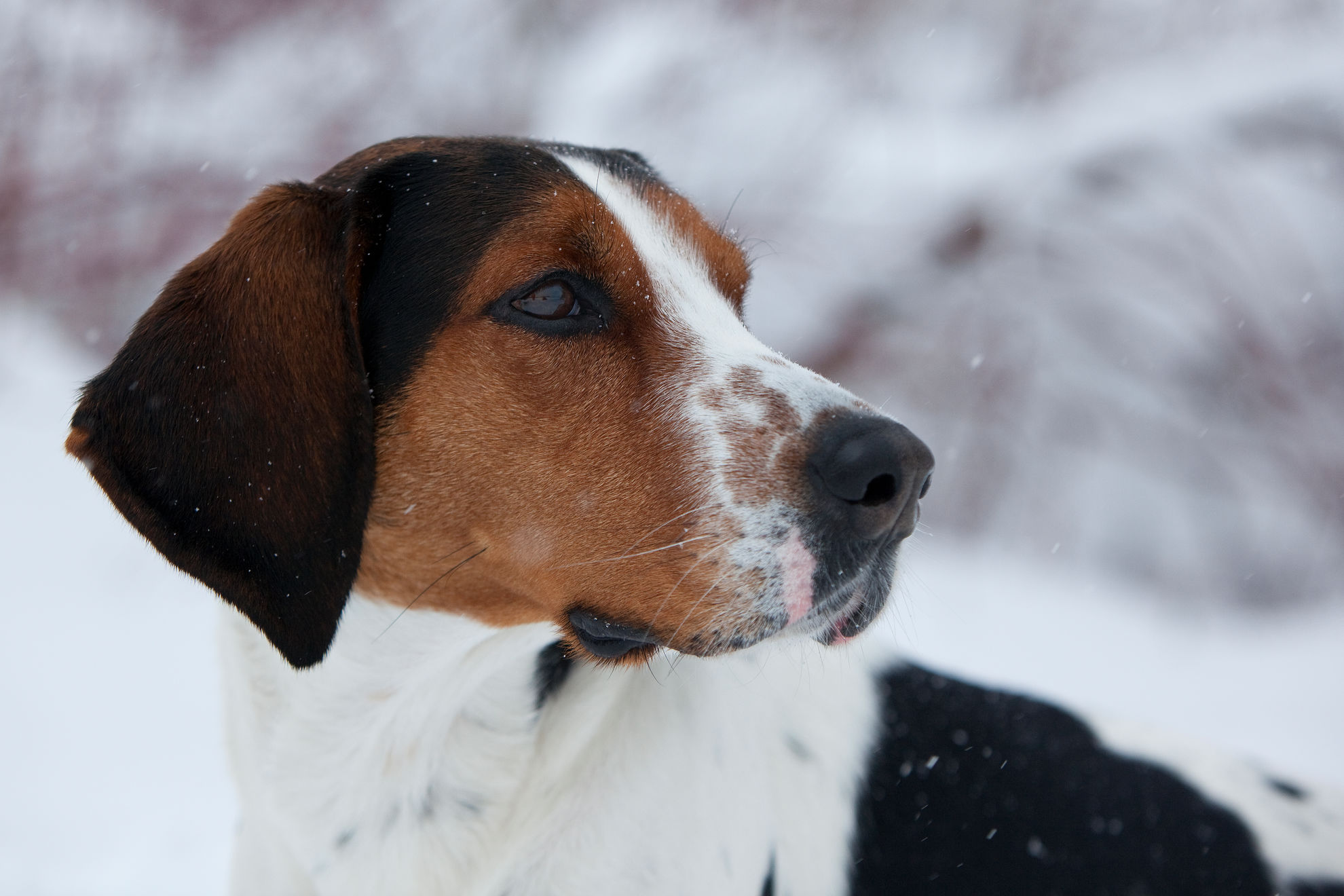 Две собаки в доме: как устранить враждебность | Royal Canin