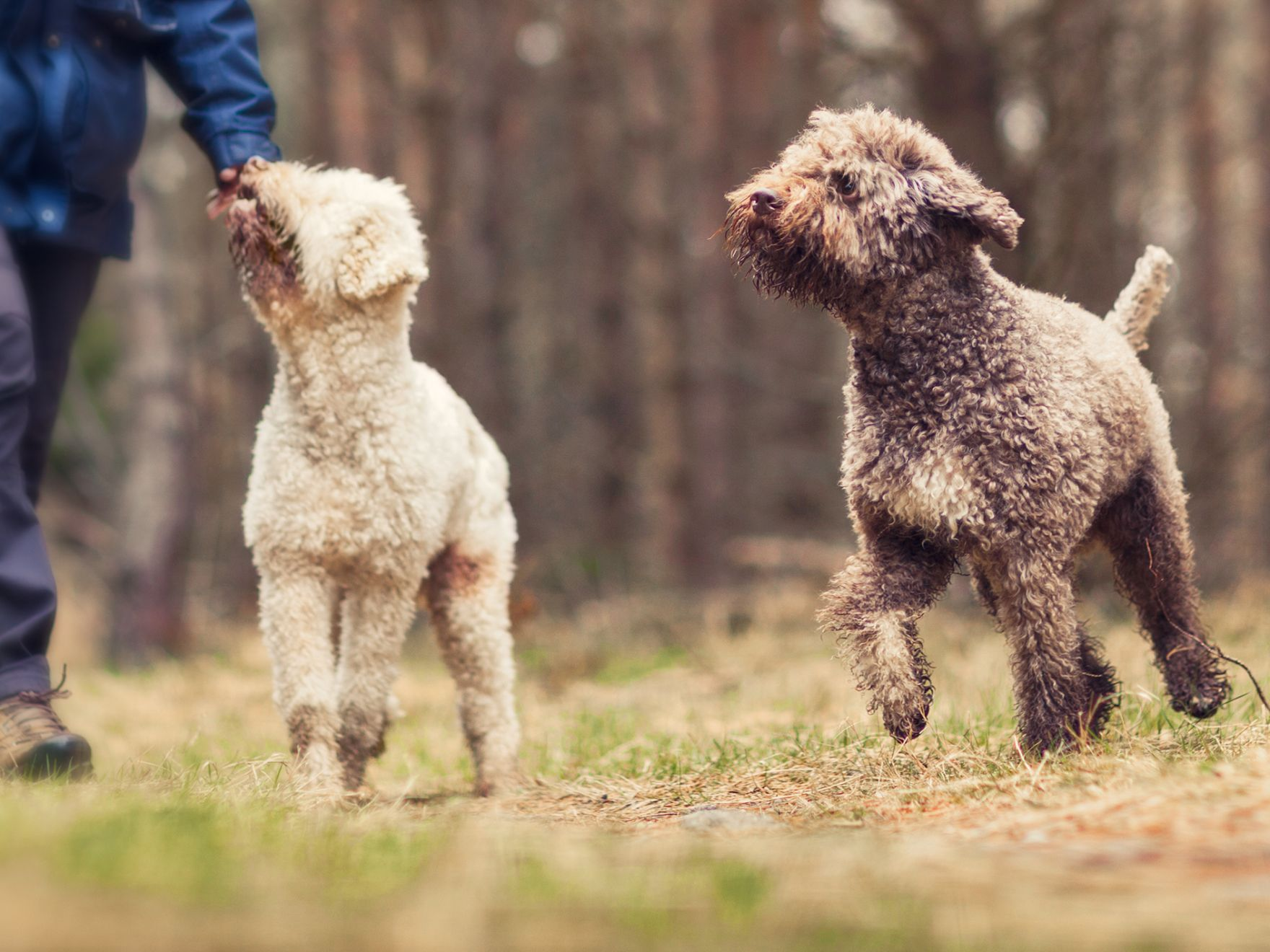 Two curly-coated dogs out for a walk with owner in a forest