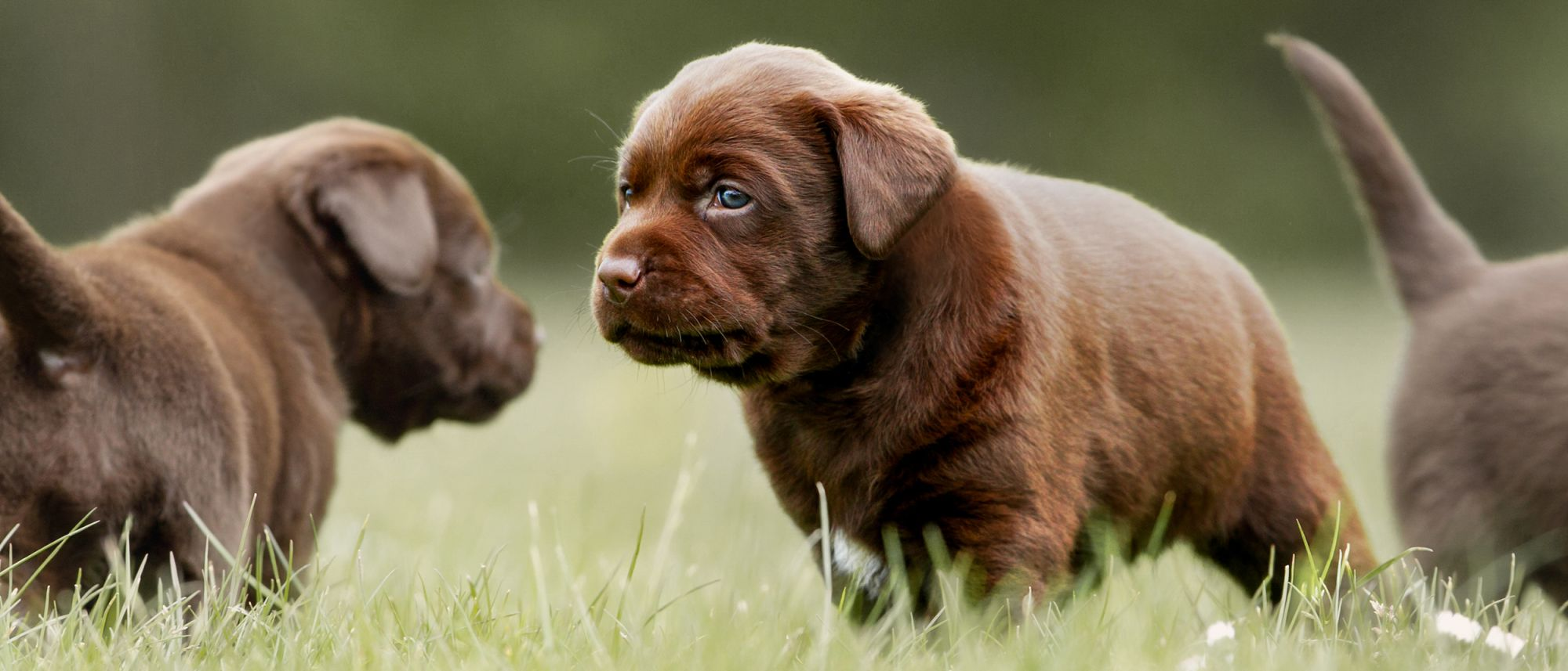 Puppy Labrador Retriever standing outdoors with two other brown Labrador Retriever puppies