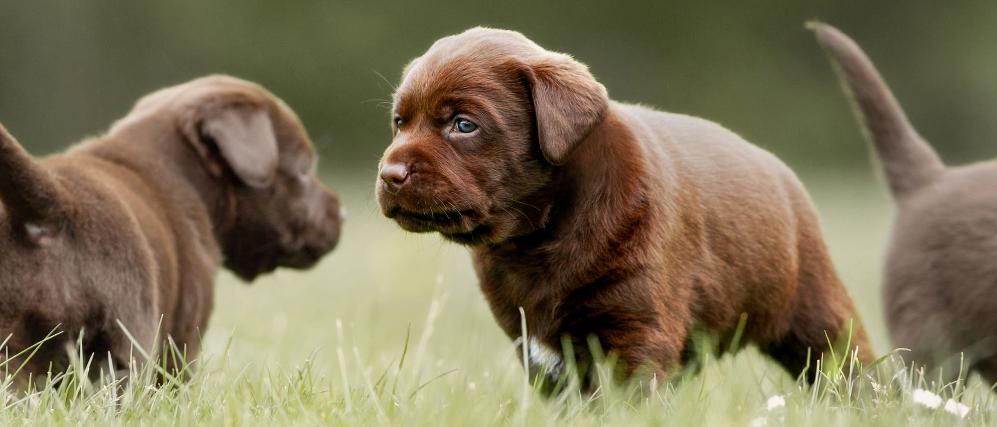 Cachorro Labrador Retriever de pie afuera con otros dos cachorros de Labrador Retriever marrón