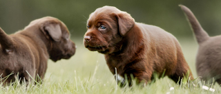 Puppy Labrador Retriever standing outdoors with two other brown Labrador Retriever puppies