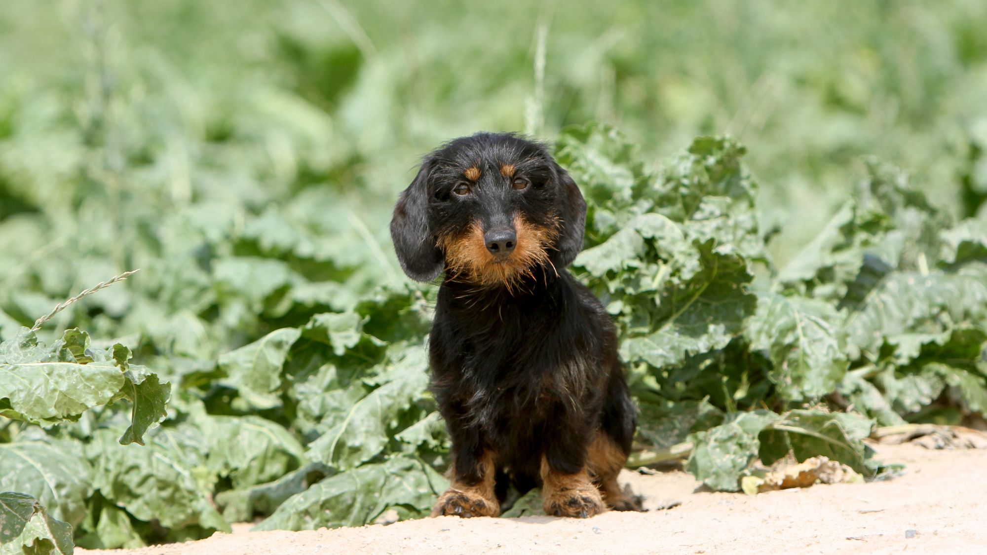 Dachshund sitting in vegetable patch