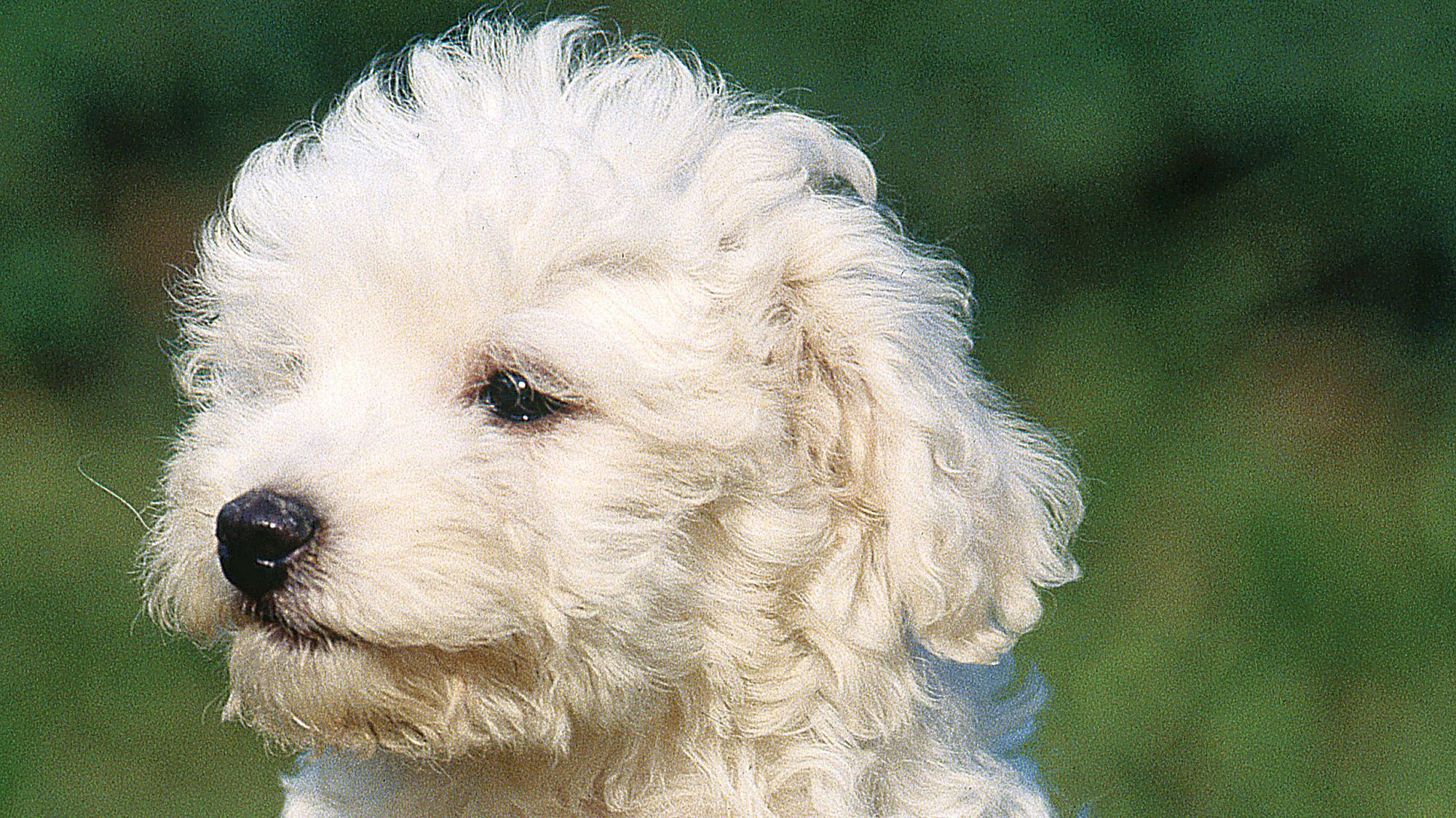 Bolognese sat on grass looking away from camera 