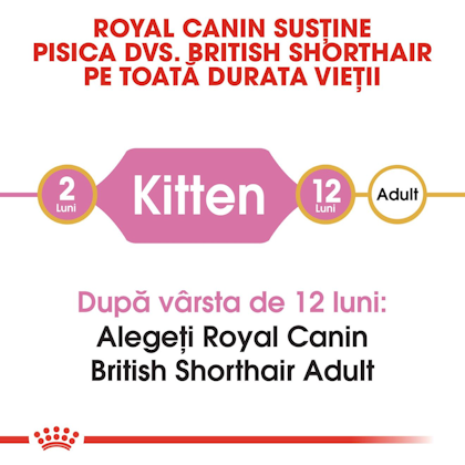 RC-FBN-KittenBritishShorthair-CV1_001_ROMANIA-ROMANIAN