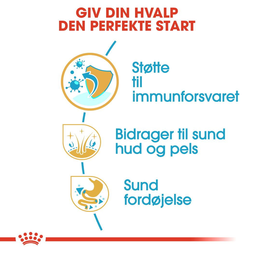 Golden Retriever Puppy