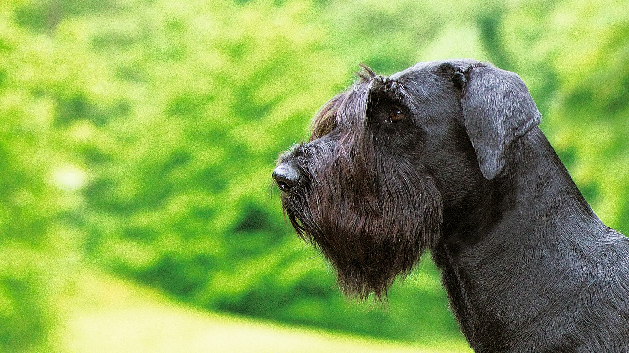 Vue latérale en gros plan d'un schnauzer géant