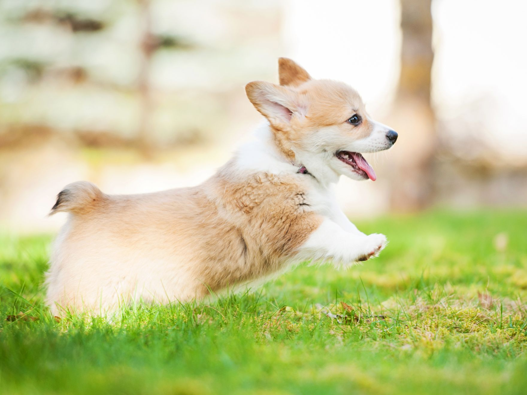 Pembroke welsh corgi puppy playing in the yard