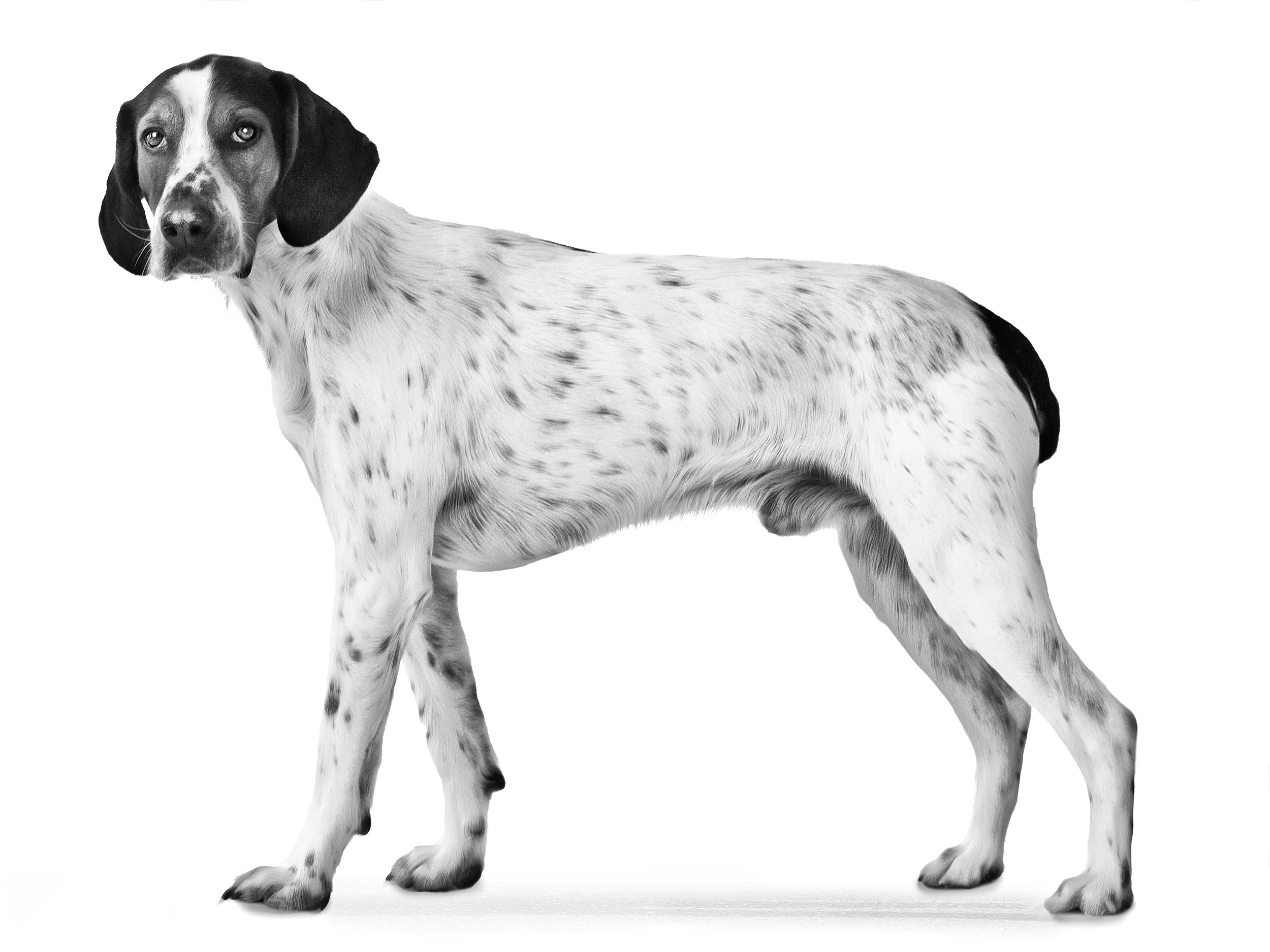 Halden hound adult back and white