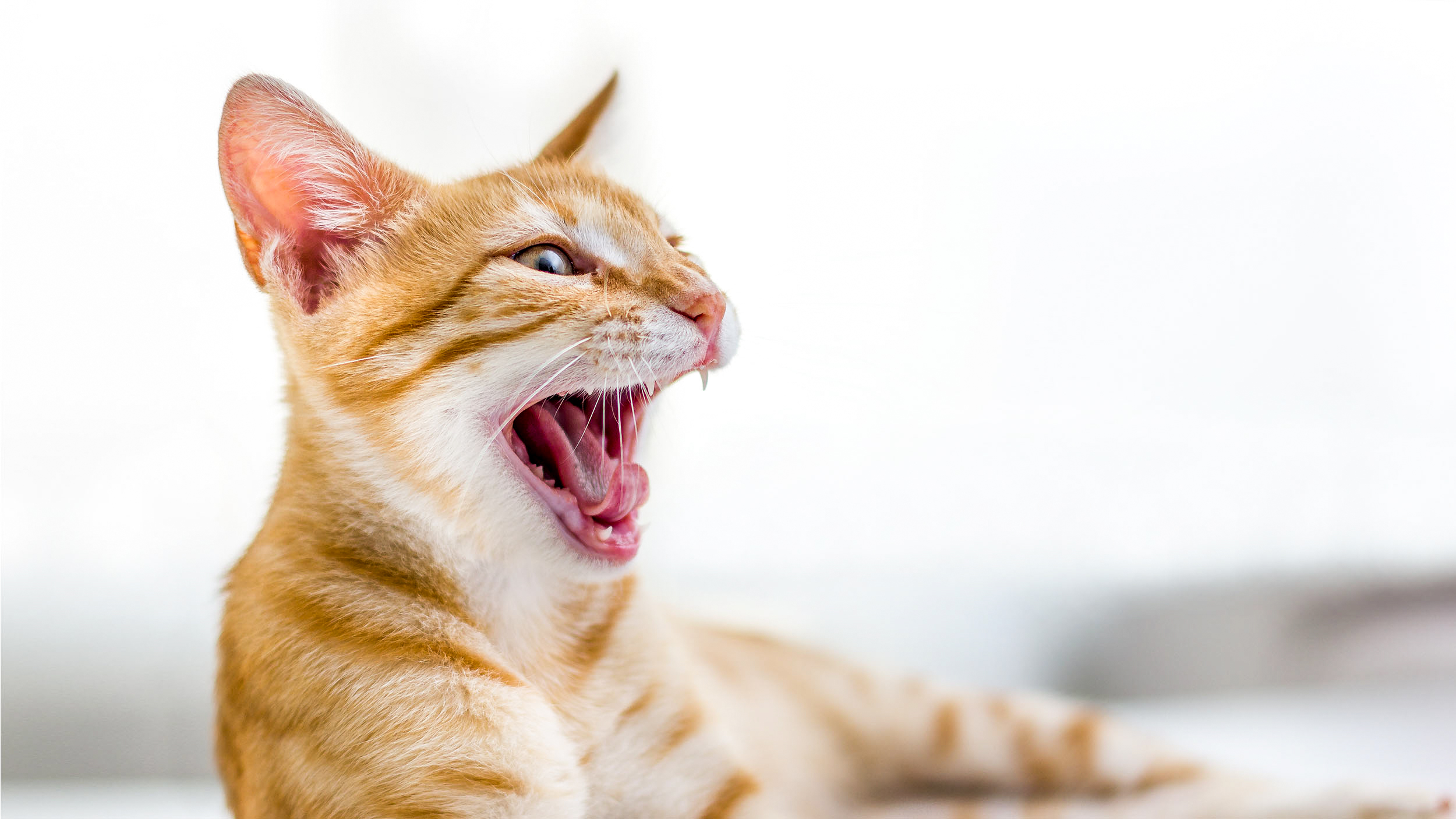 Gato adulto acostado bostezando en espacio cerrado.