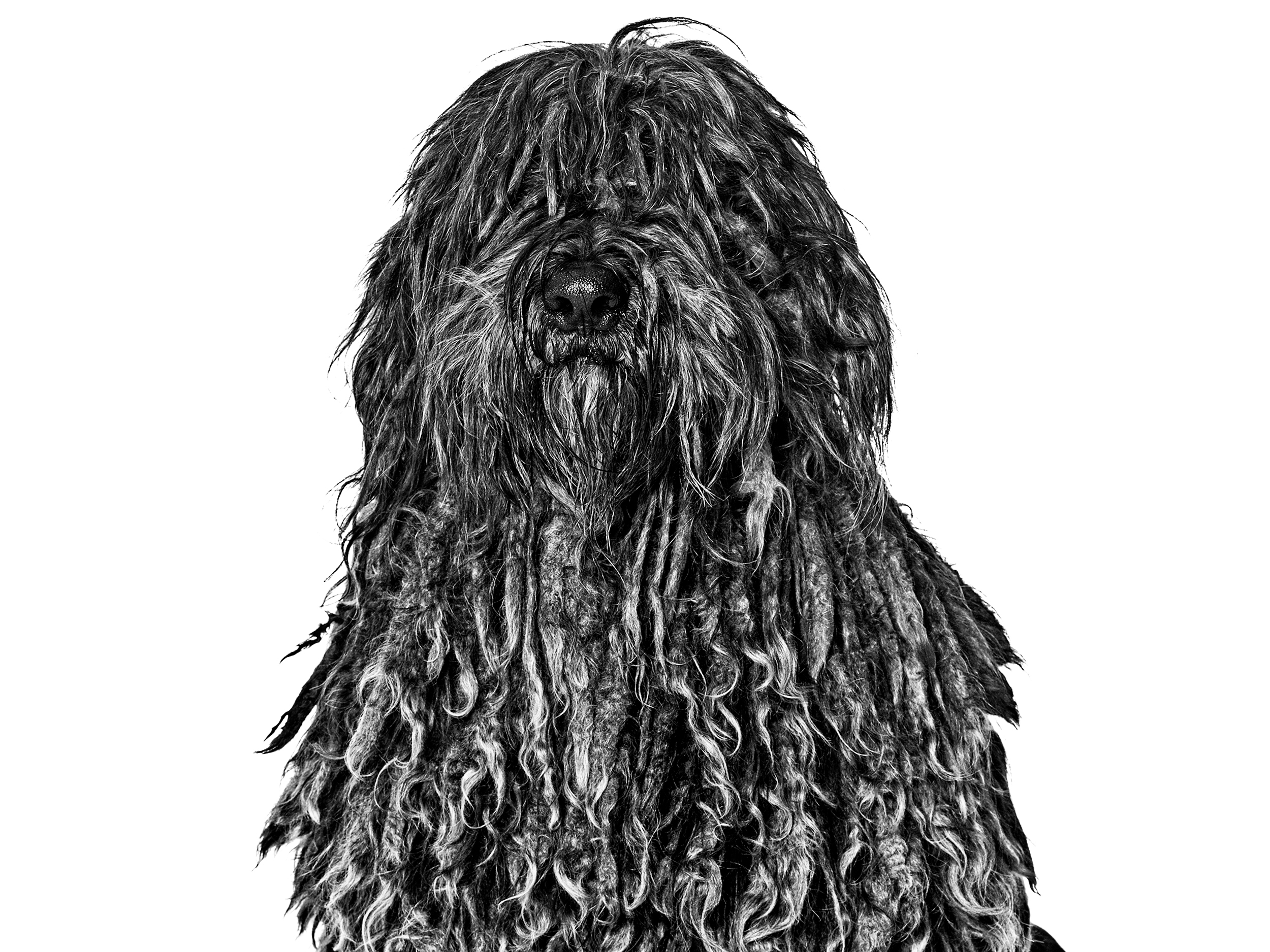 Bergamasco Shepherd adult in black and white