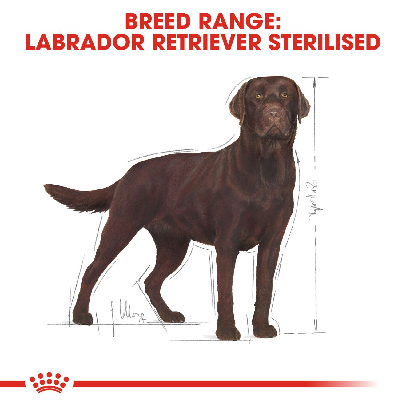 LABRADOR RETRIEVER ADULT STERILISED