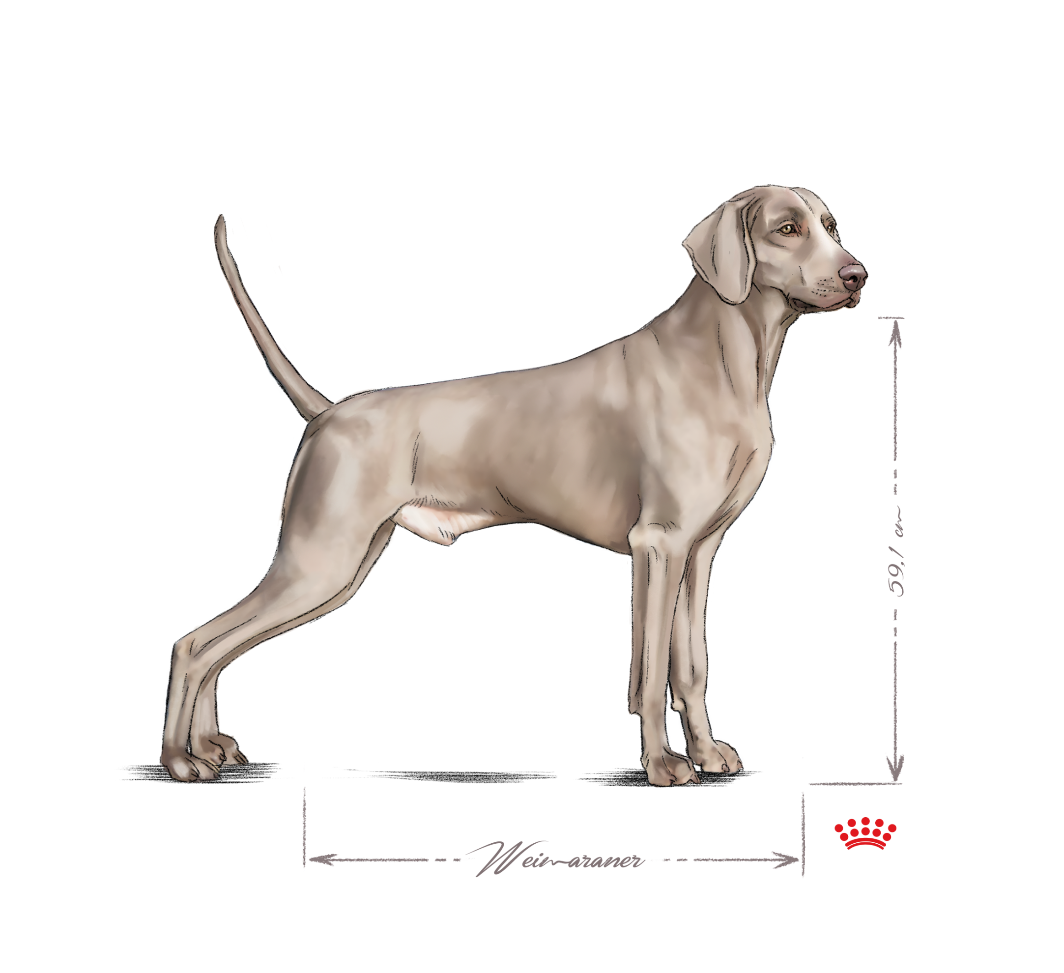 Weimaraner adult black and white