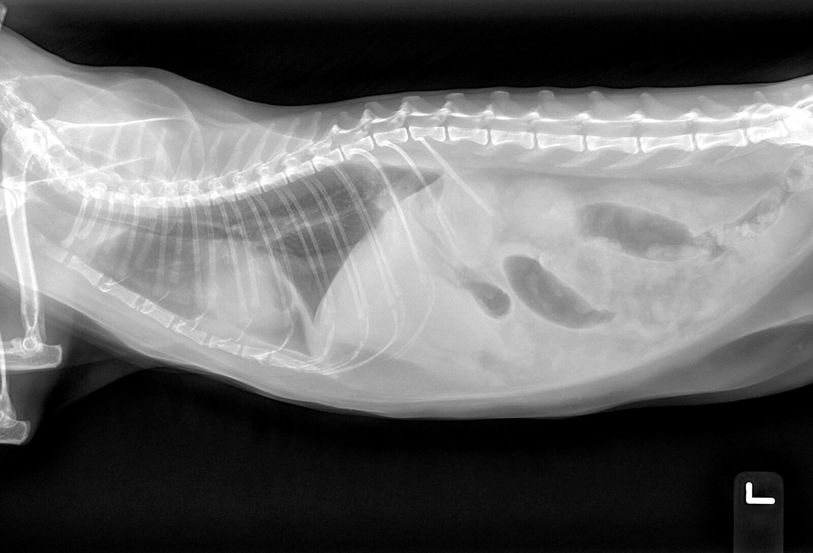 Radiografia laterale di un gatto che mostra la perdita di dettaglio della sierosa nella cavità addominale. Non sono apprezzabili segni di versamento pleurico, cardiomegalia o epatomegalia evidente.