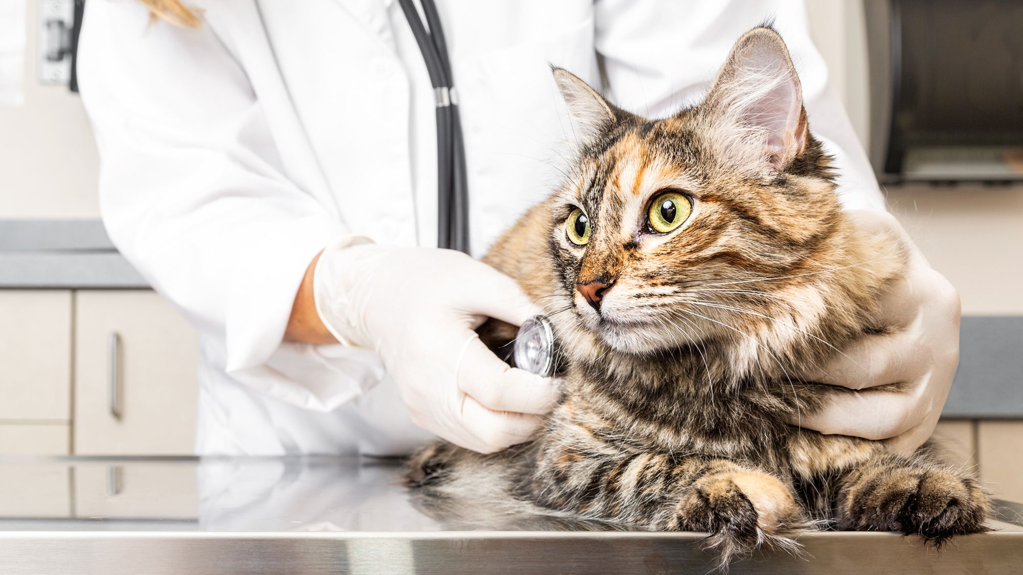 Vet carrying out assessment on cat