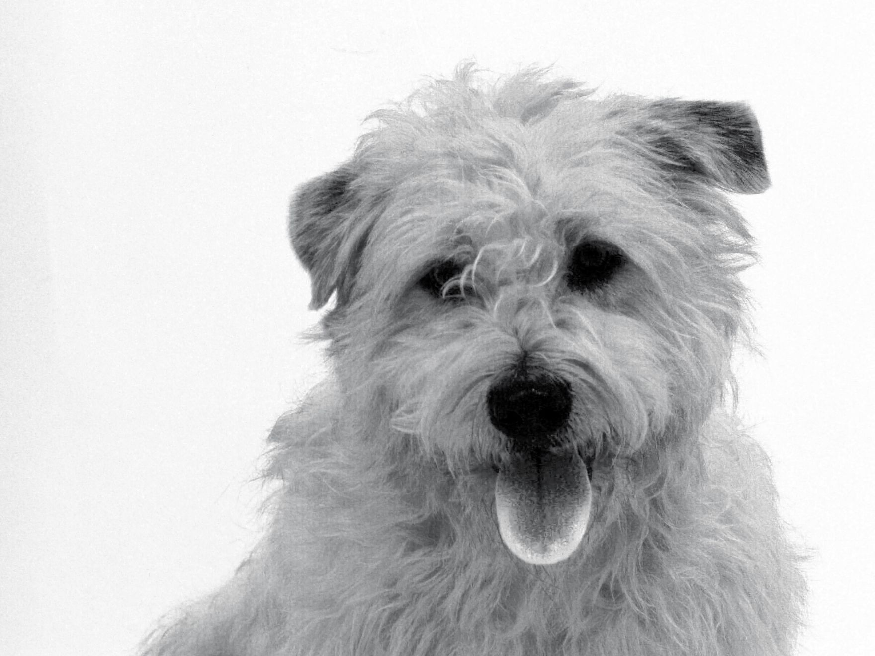 Black and white portrait of a Glen Of Imaal Terrier