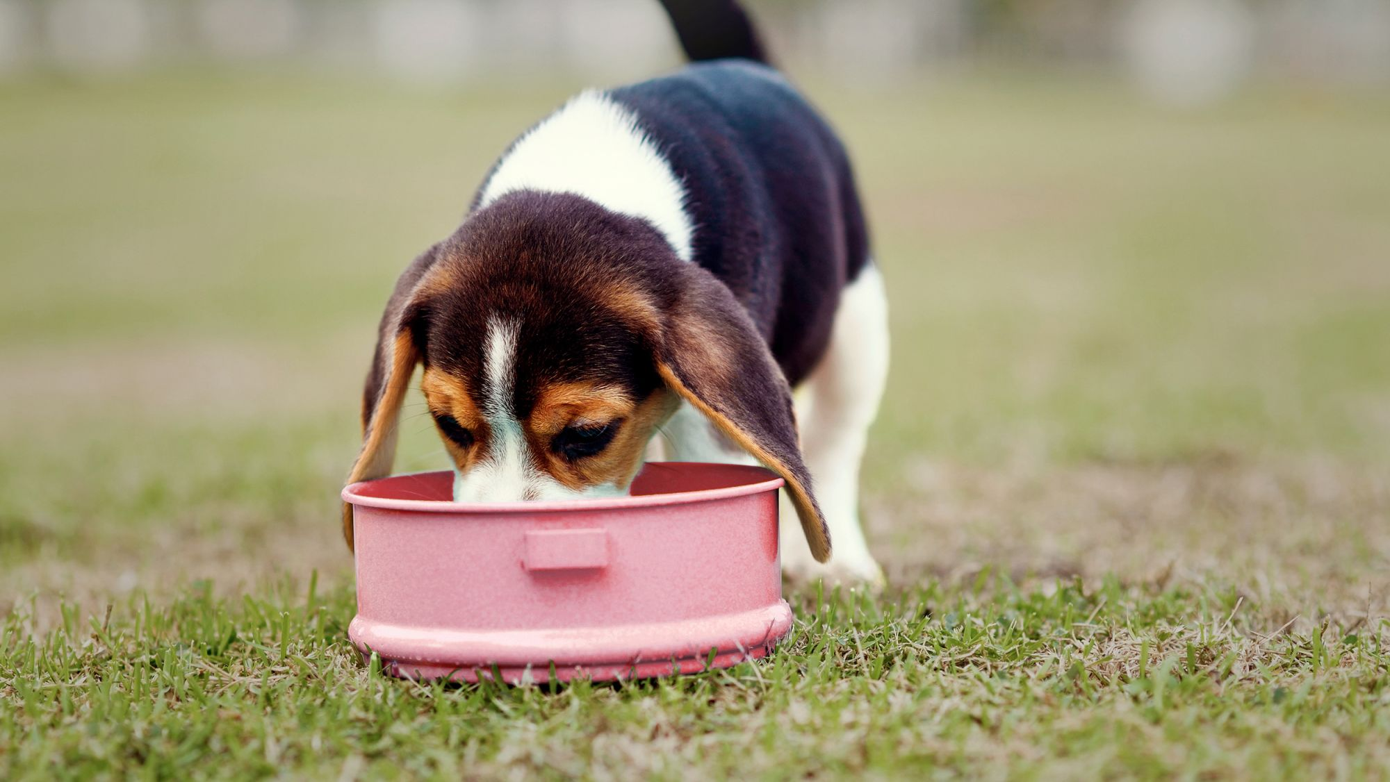 Puppy Beagle standing outside in a garden eating from a small red bowl.
