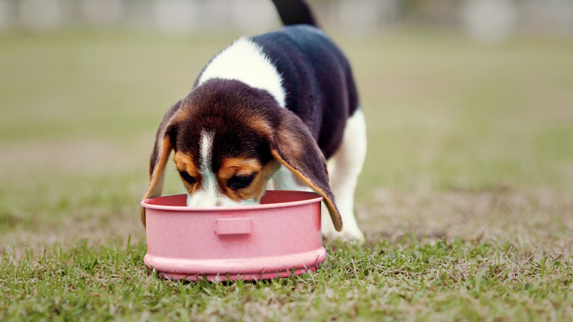 Cachorro Beagle de pie afuera en un jardín comiendo de un pequeño cuenco rojo.